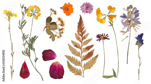 Herbarium dried flowers isolated on a white background photo
