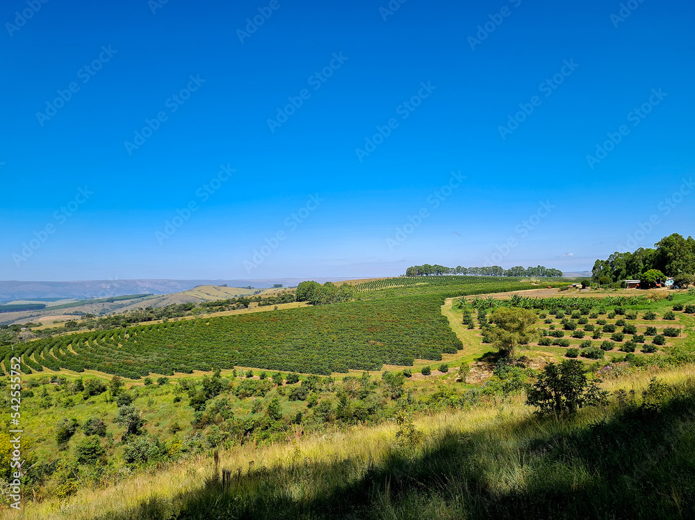 Coffee and fruit plantation on a farm in southeastern Brazil Coffee and fruit plantation on a farm in southeastern Brazil