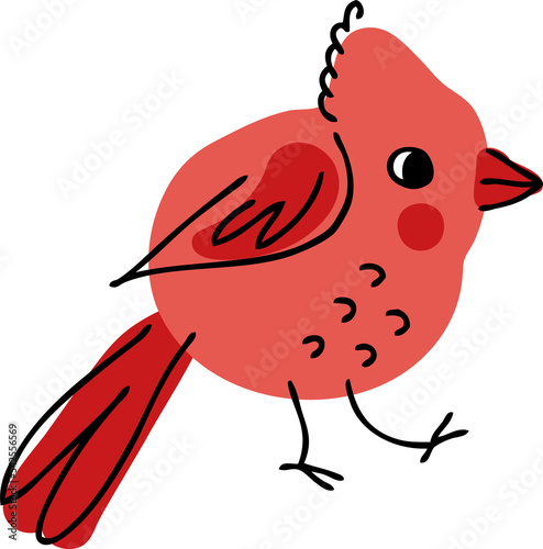 Northern red cardinal bird hand drawn illustration. 
