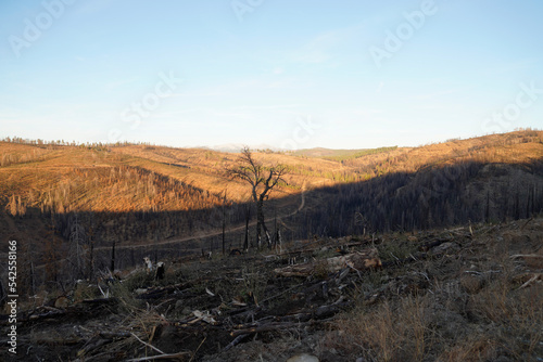 Scorched Aftermath of the Caldor Wildfire in the Sierra Nevada Mountains in 2022 photo