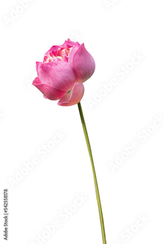 Beautiful pink lotus flower bouquet isolated on white background with copy space and clipping path