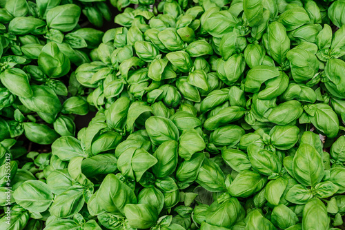 large green aromatic Mediterranean basil leaves all close together, Fresh basil on dark background. Green basil. Food background. A lot of young basil on the market photo