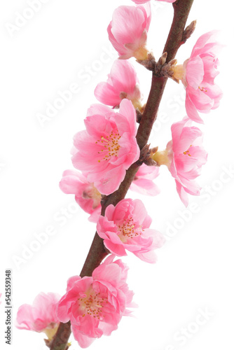 Fototapeta Naklejka Na Ścianę i Meble -  白背景の桃の花