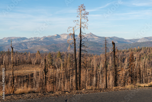 Scorched Aftermath of the Caldor Wildfire in the Sierra Nevada Mountains in 2022 photo