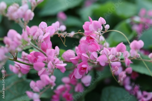 Fotografia Pink Bush is a flowering plant of the family Polygonaceae, a pink clematis plant native to Mexico