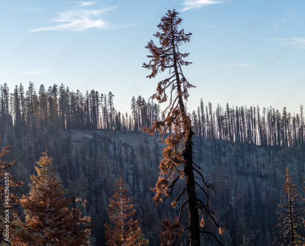 Ταπετσαρία Scorched Aftermath of the Caldor Wildfire in the Sierra Nevada Mountains in 2022