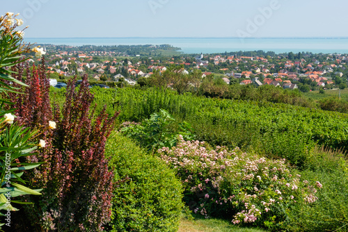 Beautiful view of Lake Balaton from the hill above Csopak - Csopak, Hungary photo