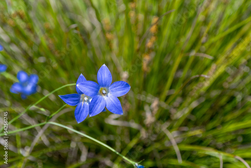 Australian spring native bluebell flower isolated on green background
