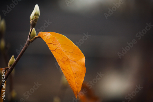 close up of leaves