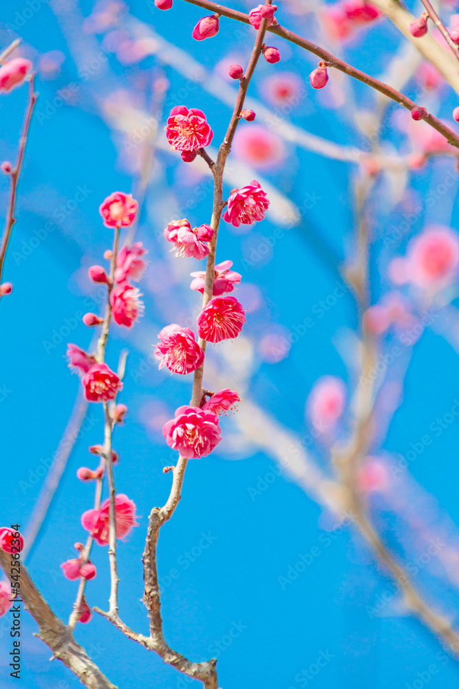 青空の中の紅梅の花