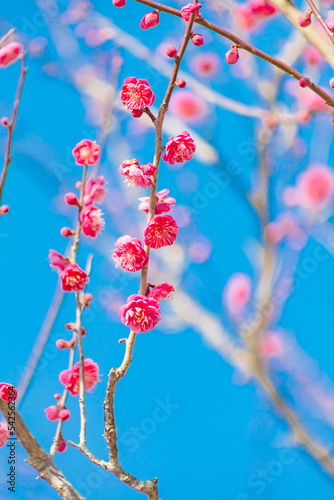 Obraz na płótnie 青空の中の紅梅の花 w salonie