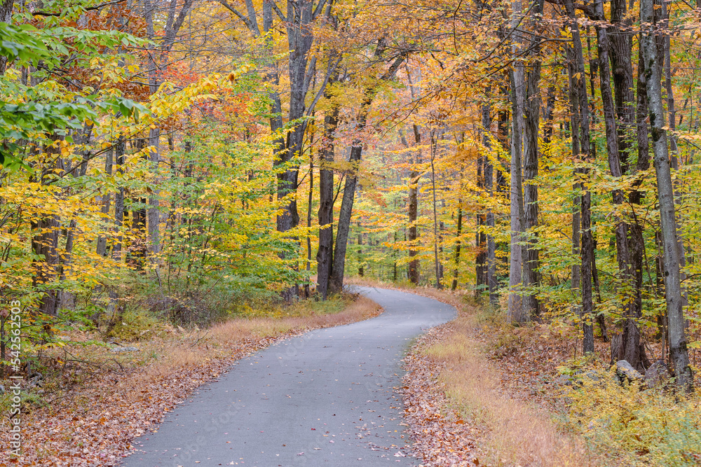 Fototapeta premium road in autumn forest