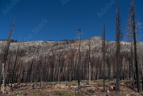 Scorched Aftermath of the Caldor Wildfire in the Sierra Nevada Mountains in 2022 photo