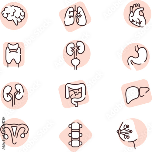 Human organs, icon, vector on white background.