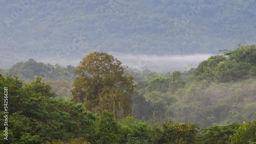 Mist flowing through the mountain valley at Khao Yai National Park, Thailand