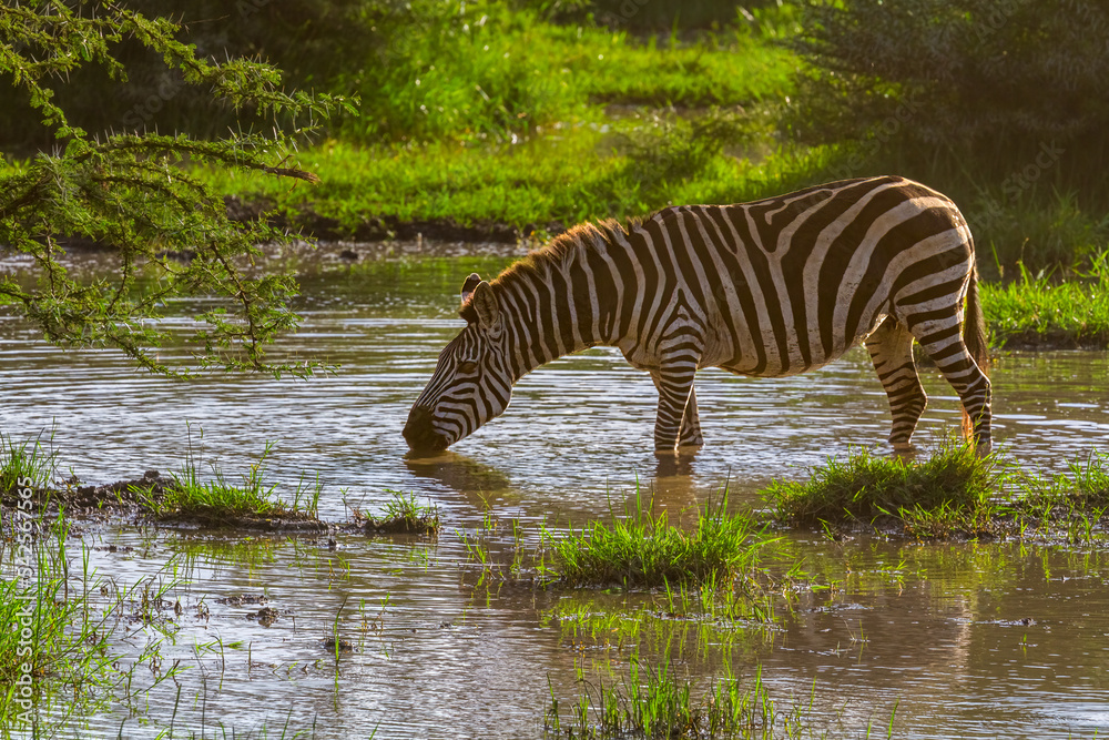 Zebra at waterhole, Serengeti, Tanzania Zebra at waterhole, Serengeti, Tanzania