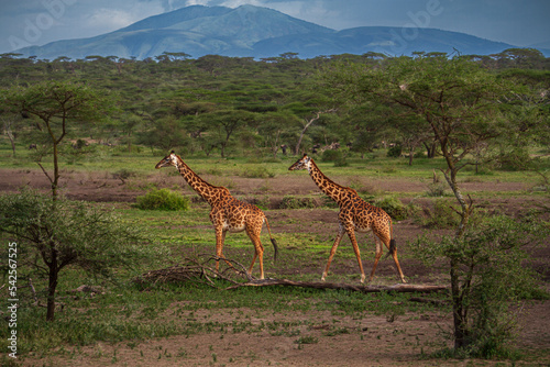 giraffe walking in the savannah  Serengeti  Tanzania