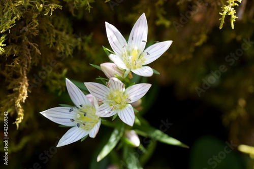 Cuadro en lienzo センブリの花