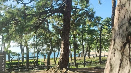 Wallpaper Mural 한국,부산,해운대,소나무,나무,공원,햇빛,하늘,맑음 Torontodigital.ca