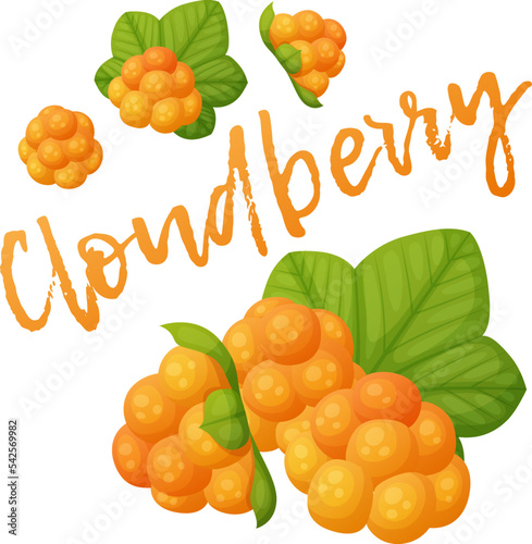 Cloudberry vector icon isolated on white background, cartoon forest berry illustration