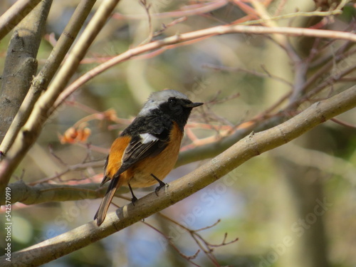 ジョウビタキ　オス