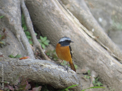 ジョウビタキ　オス