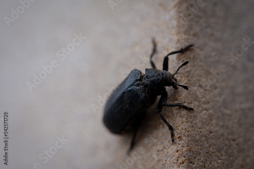 Cedar Beetle (Sandalus petrophya)