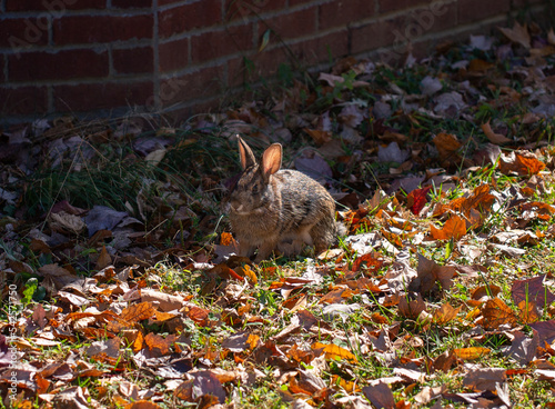 Swamp Rabbit (Sylvilagus aquaticus)