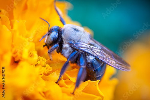 Sleeping on the Job - Carpenter Bee (Xylocopa)
