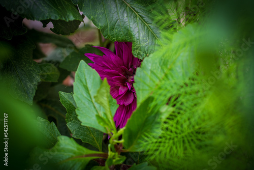 Hidden Beauty - Pink Dahlia (Dahlia pinnata)
