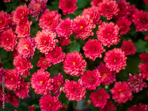 Red Chrysanthemums (Chrysanthemum crassum)