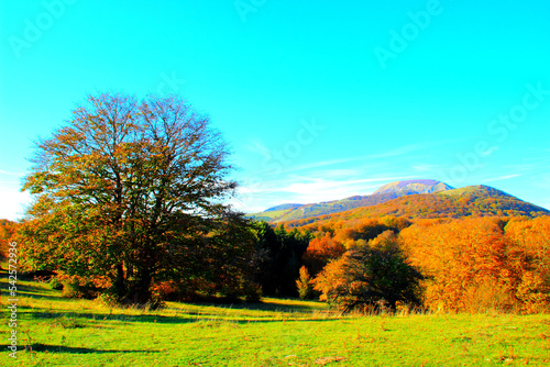 Beautiful scenery with a green meadow and sprawling tree in the foreground and Sibillini mountains covered by autumn colored forests in the background under the blue sky in Canfaito park