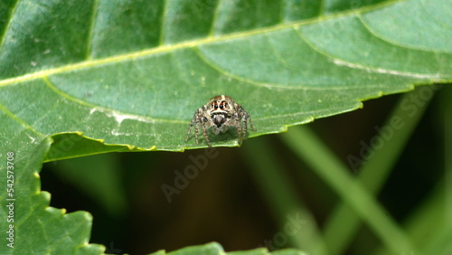 Female jumping spider on a leaf, in a field in Cotacachi, Ecuador
