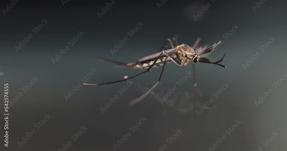 Anopheles mosquito and Mosquito Larva in the order Diptera, Anopheles sp. (Mosquito Larva) in the water for education. Anopheles mosquito and Mosquito Larva in the order Diptera, Anopheles sp. (Mosquito Larva) in the water for education.