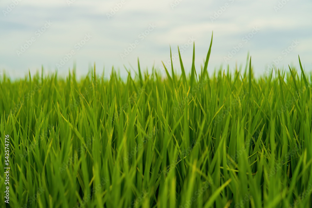 Closeup Paddy rice growing in the field.