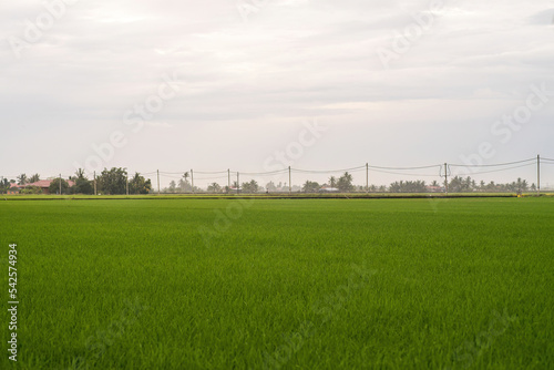 Green paddy field with birds.