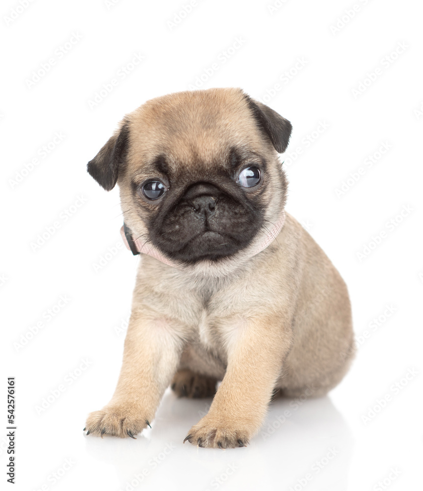 Tiny pug puppy sitting in front view and looking at camera. isolated on white background