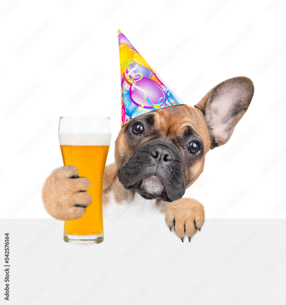 French Bulldog puppy holds beer and looks above empty white banner. isolated on white background