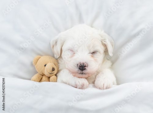 Tiny Bichon Frise puppy sleeps under  white blanket on a bed at home with favorite toy bear. Top down view