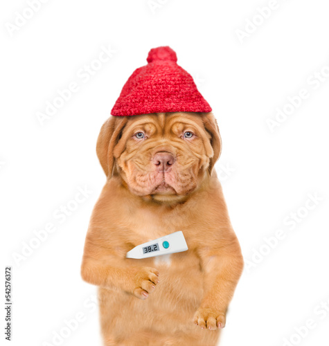 Unhappy sick puppy wearing warm hat holds thermometer. isolated on white background