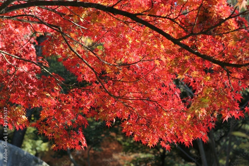 Maple tree in autumn color photo, medium shot Maple tree in autumn color photo, medium shot