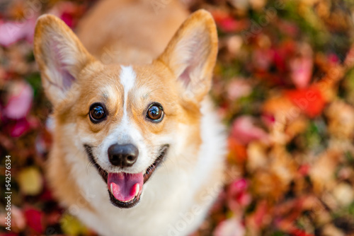 Happy Corgi puppy sitts at autumn park and looks up at camera. Empty space for text