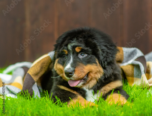 Bernese mountain dog puppy sits under warm plaid on green grass at autumn park