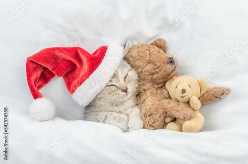 Cute tiny Toy Poodle puppy wearing red santa hat hugs tabby kitten under white warm blanket on a bed at home. Top down view