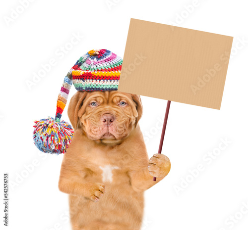 Unhappy frozen puppy wearing a warm winter hat with pompon shows empty placard. isolated on white background