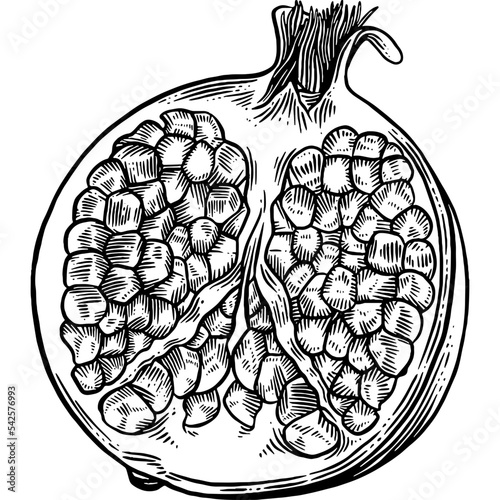 Hand Drawn Pomegranate Sketch Illustration