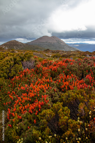 scorparia flowers at Cradle Mountain