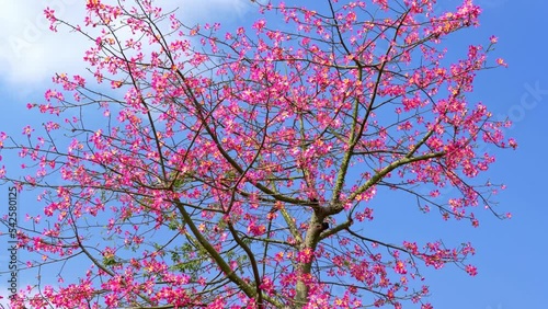 A lush and beautiful Kapok tree without leaves and full of flowers photo