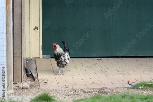 Free range rooster and chickens on an organic property