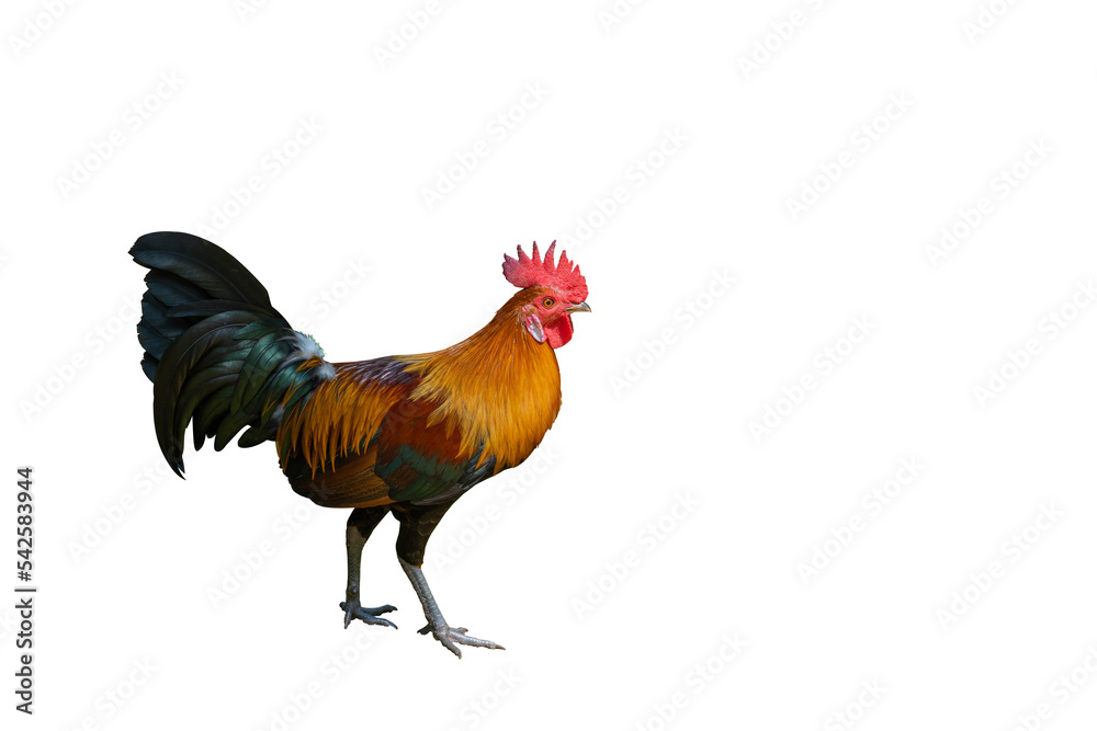 Gamecock rooster isolated Gamecock rooster isolated
